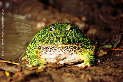 Ornate horned Frog