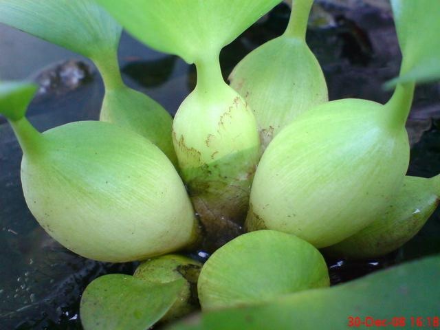 Eceng Gondok Muda: Bukan Sekadar Gulma, Melainkan Sumber Nutrisi dan Potensi Kuliner Tersembunyi