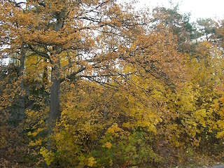 CIMG2691 - Vackra höstfärger