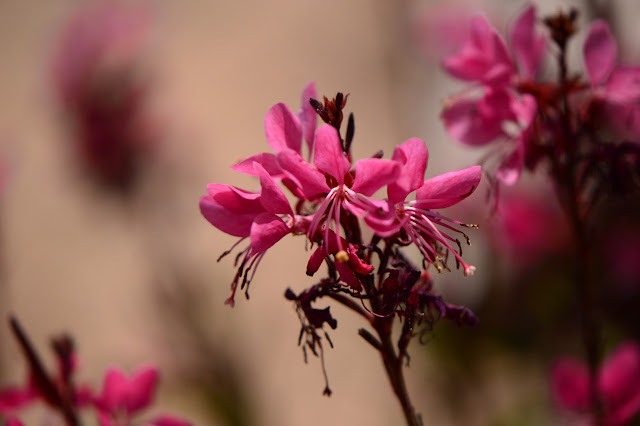 Gaura lindheimeri (unidentified variety)