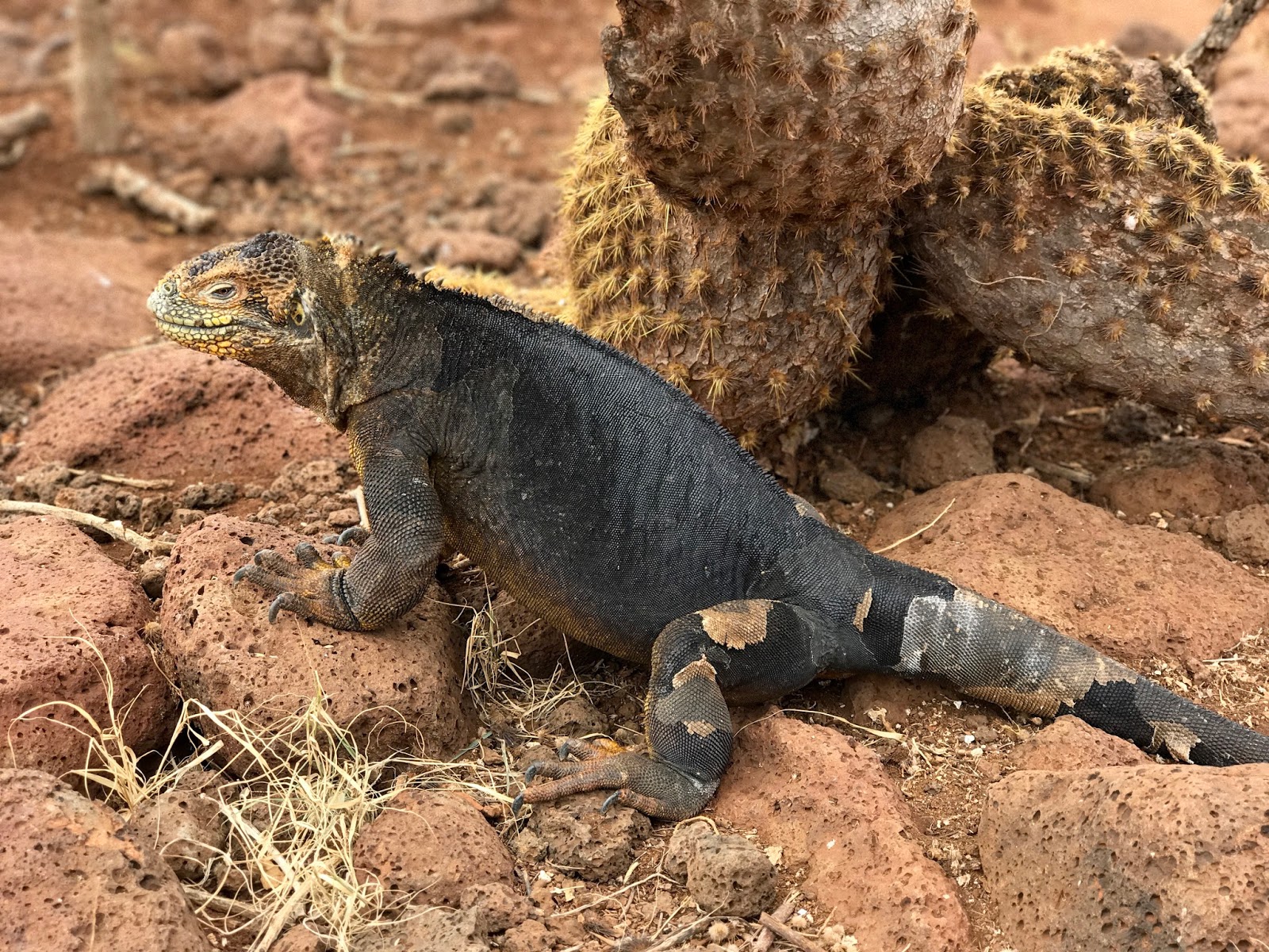 галапагосы сентиментальные негодяи. галапагосы курт. курт воннегут галапагосы иллюстрации. галапагосы курт. галапагосы курт.
