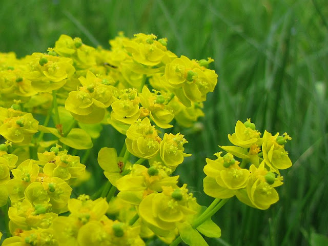 Wilczomlecz lancetowaty (Euphorbia esula L.)