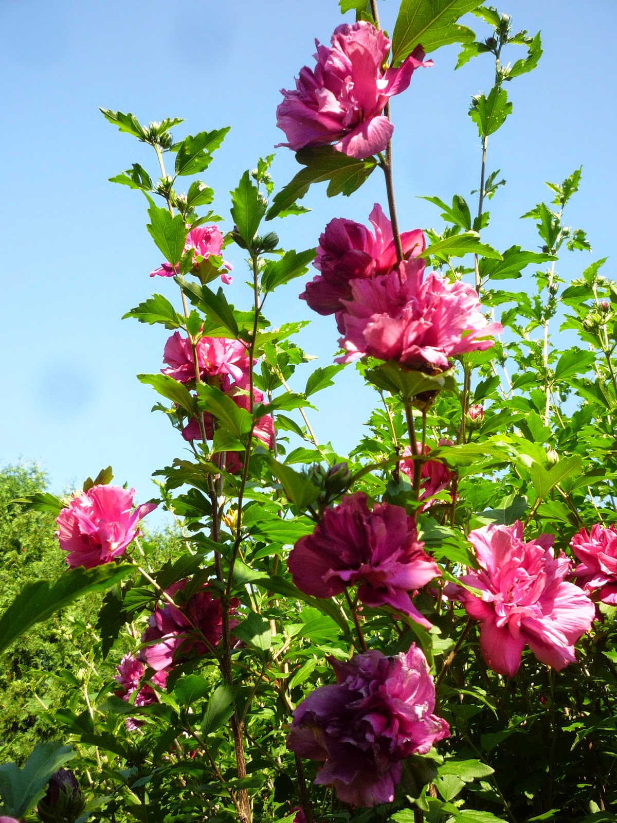 Vermont backyard flowers Aug 2014 Litter with a Story To Tell