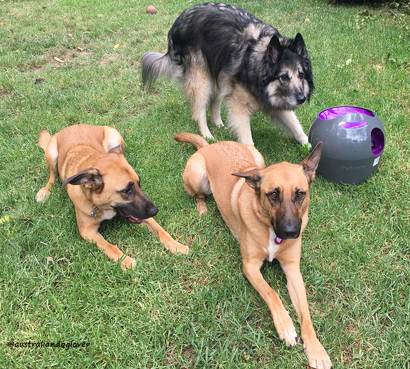 PetSafe® Automatic Ball Launcher for Dogs Review Australian Dog Lover
