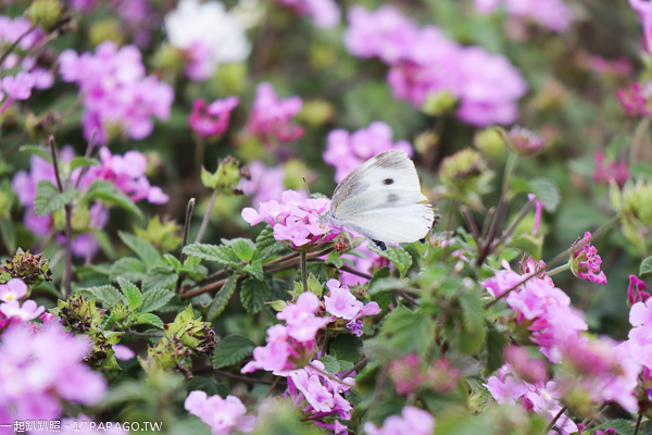 台中后里景點|后里花田綠廊|環保公園|1.2公頃繽紛花海|棒棒糖花海 台中后里景點|后里花田綠廊|環保公園|1.2公頃繽紛花海|棒棒糖花海