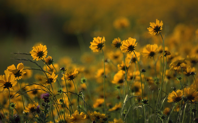All In One Lovely Desktop & Mobile Wallpapers: Flowers Wallpapers