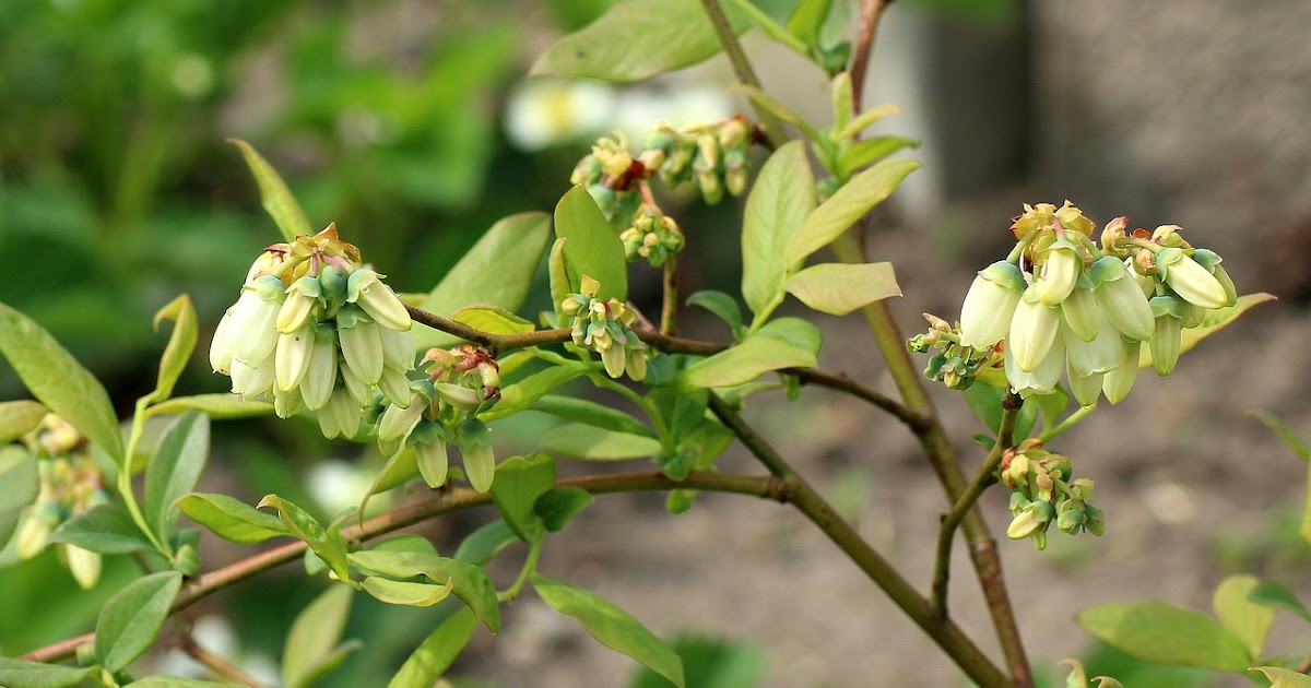Diabetes , Cure Diabetes Top 5 Herb to Lower Blood Sugar Level HBTips