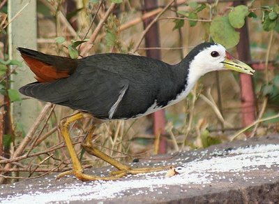 Tinta Kotak Hati Burung Wak Wak Yang Lazat Mengalahkan Ayam