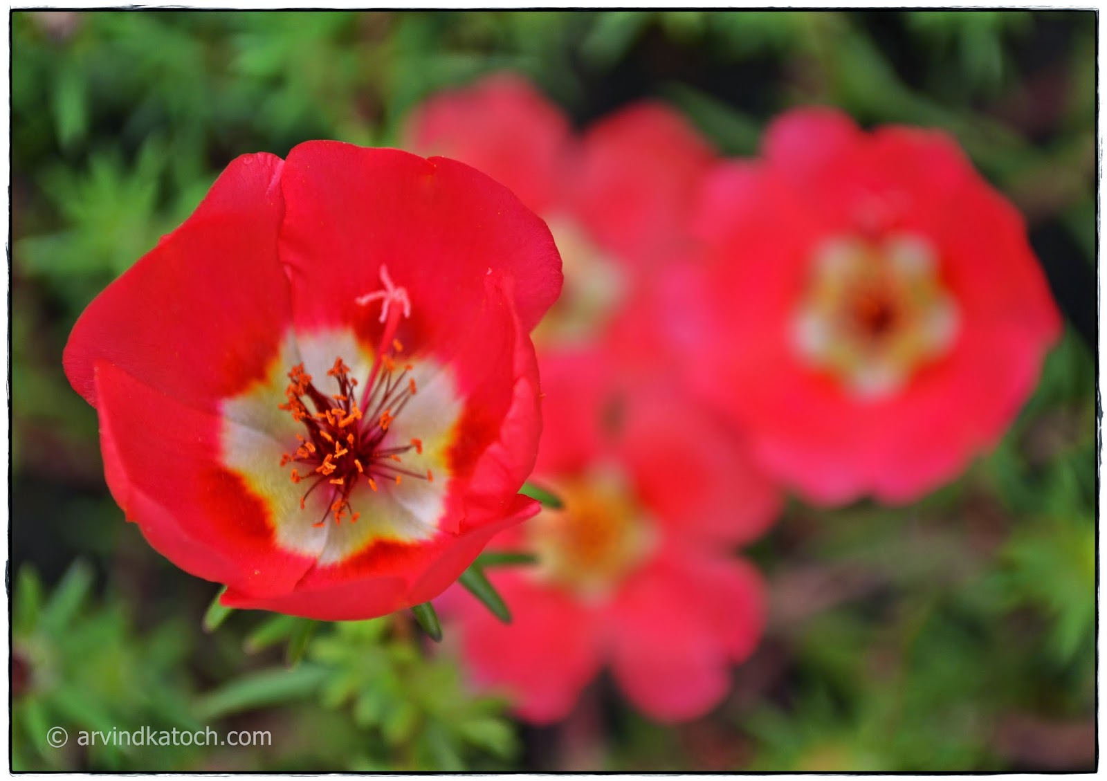 Afternoon flower, Red Flowers, Garden Flower, 