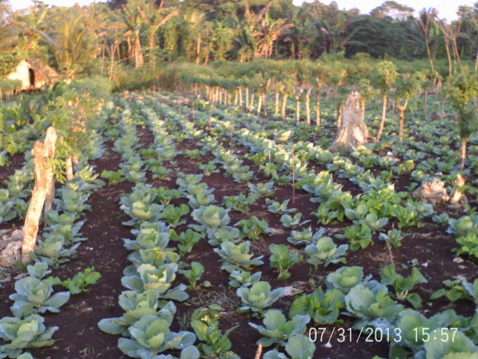 Climate Change Impacts Agriculture in Vanuatu Internship with SPCGIZ