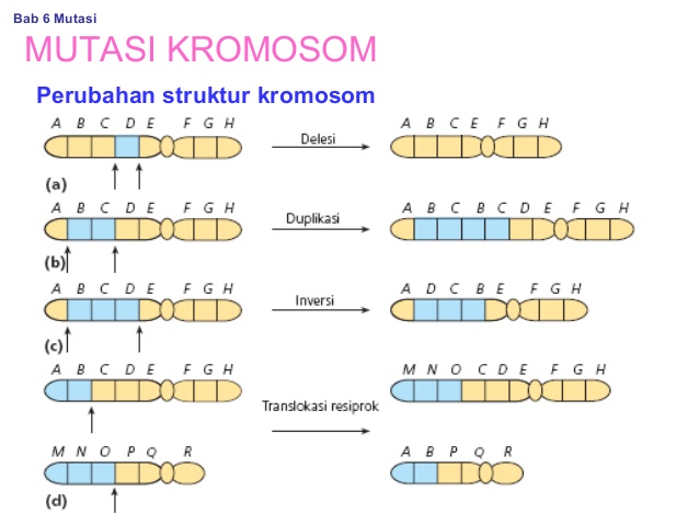 Aberasi Adalah Kamus Biologi Online