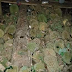 Musim Durian : Panen durian di Rumbai