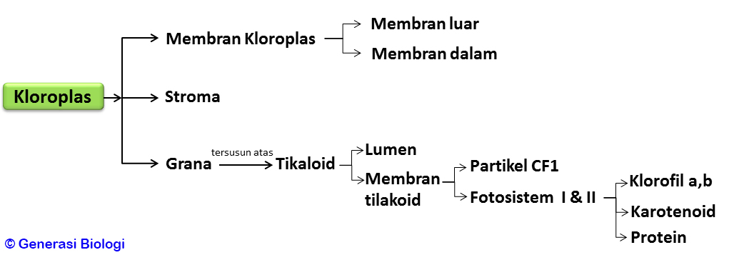 Proses Fotosintesis Dan Cara Mudah Menghafalkannya Generasi Biologi