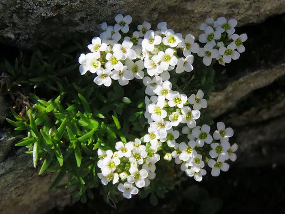 Rzeżuszka alpejska (Hornungia alpina (L.) O.Appel) rzezuszka