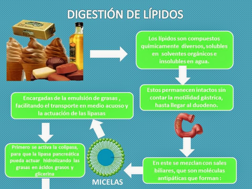 Blog de Fisiología, UAS, Valeria Medel García DIGESTIÓN DE LÍPIDOS