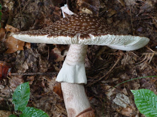 Amanita rubescens DSC42517