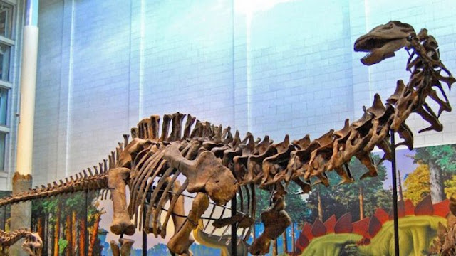 8 Fakta Menarik Brontosaurus Yang mungkin Anda Sukai