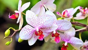 Plantas Orquideas Como Cuidar