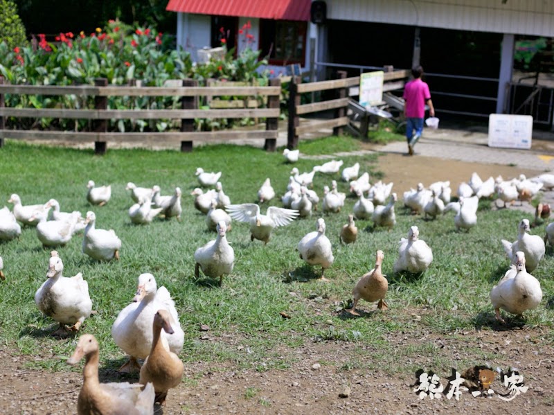 苗栗親子必訪|可愛鴨鴨大遊行、兔寶寶、黑山羊生態區~飛牛牧場有趣互動體驗