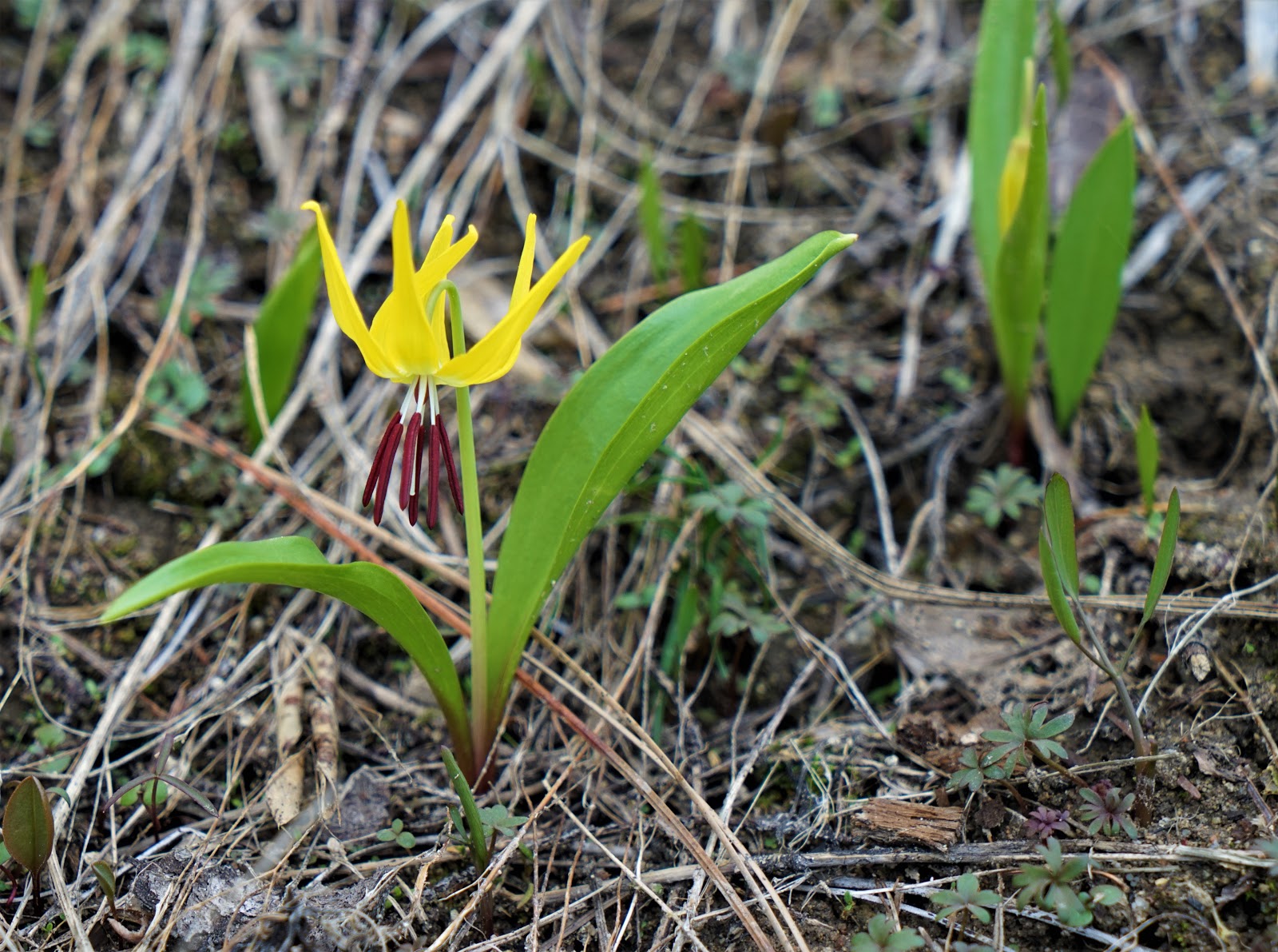 Pacific Northwest Seasons Pacific Northwest Spring Wildflowers