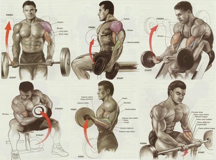 SEARCH AND BUY THIS PRODUCT Exercises for Best Biceps Workout for Mass - all