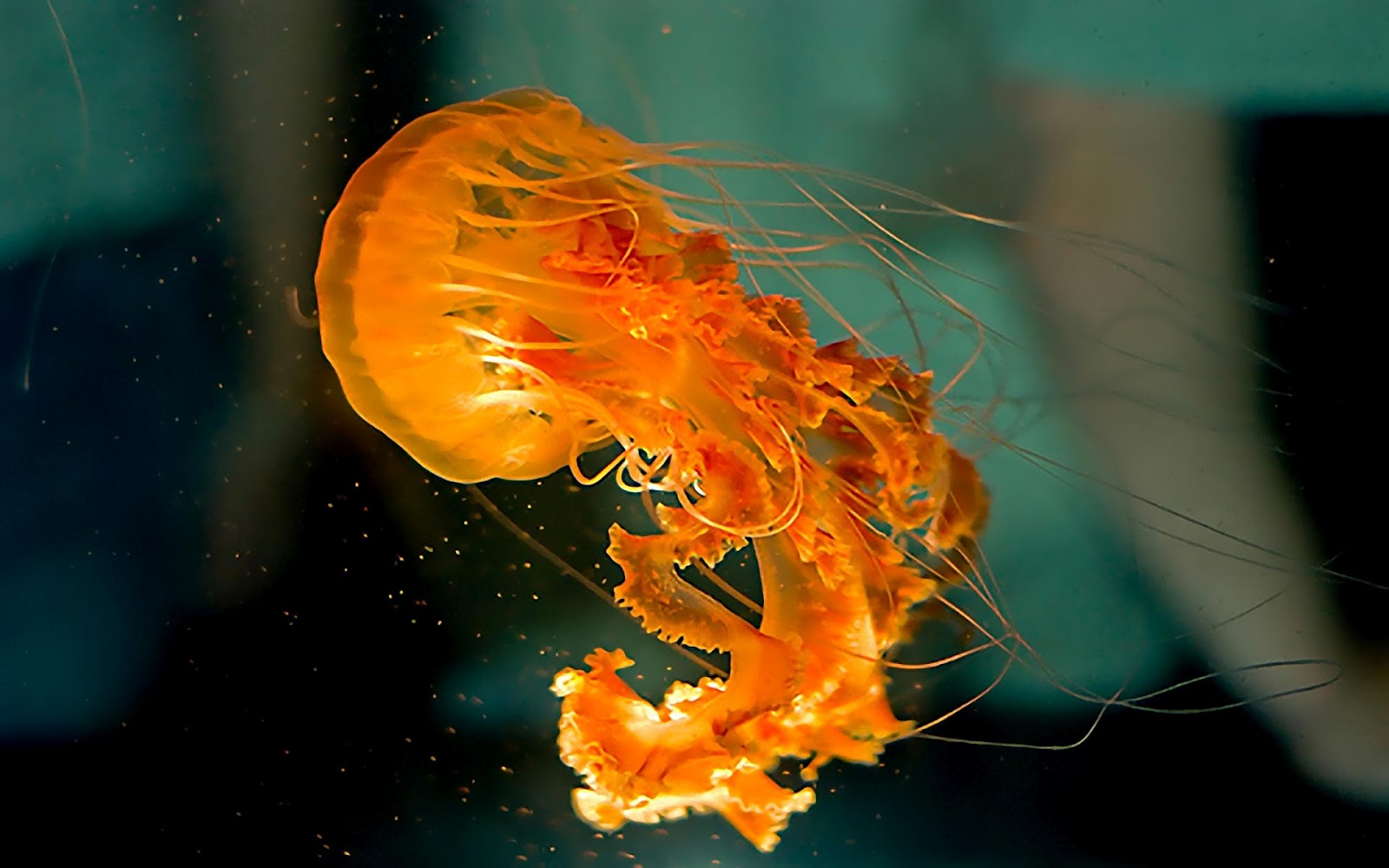 Jellyfish Wallpapers - Funny Animals