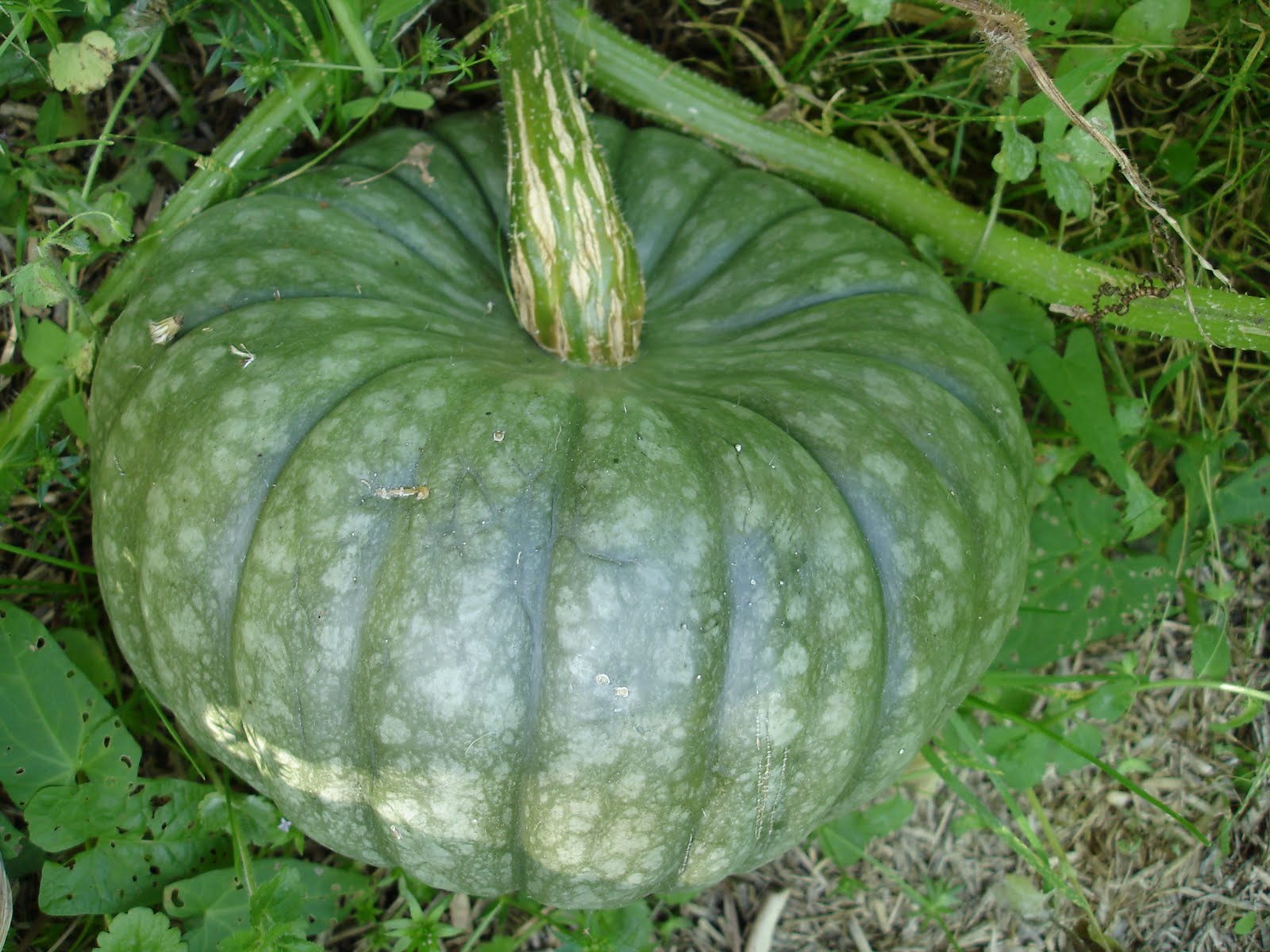 harvesting queensland blue pumpkins