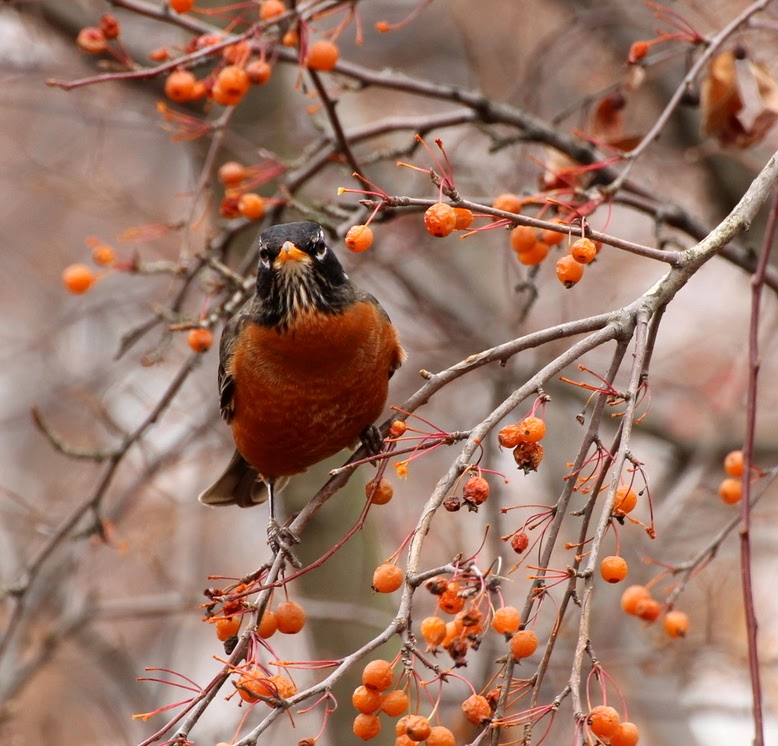Listening in Nature Caroling Robins of December