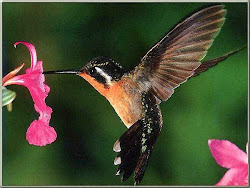 birds humming hummingbird dragonflies eat hummingbirds flowers nectar heart fly its feeding bird insects rate feeder moths pretty hummers which