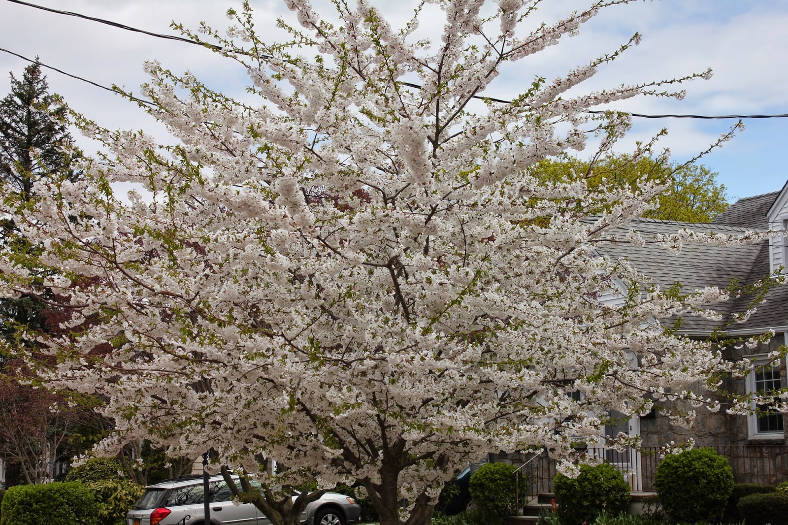 Gardening and Gardens: Spring Flowering Trees
