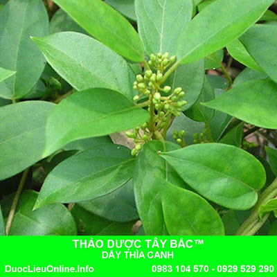 DÂY THÌA CANH TƯƠI