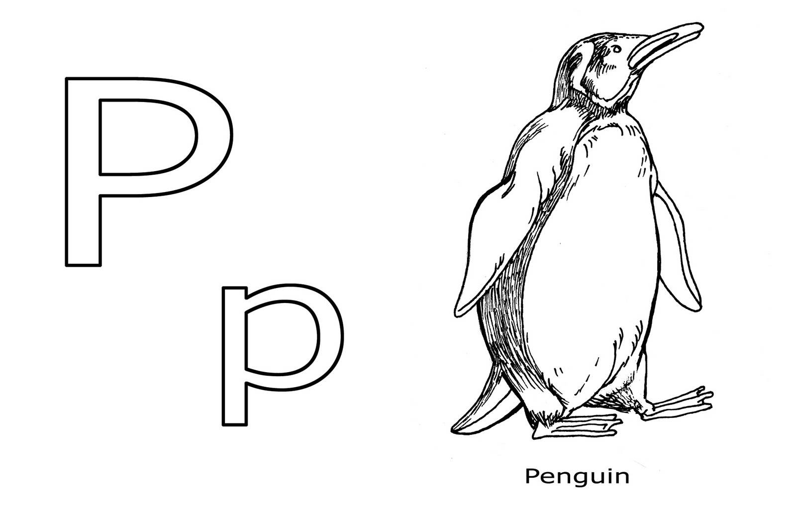 p is for penguin coloring pages - photo #17