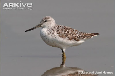 Spotted Greenshank