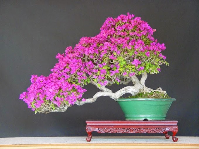 Jenis-jenis Bunga Bougenville yang Bisa Dijadikan Bonsai