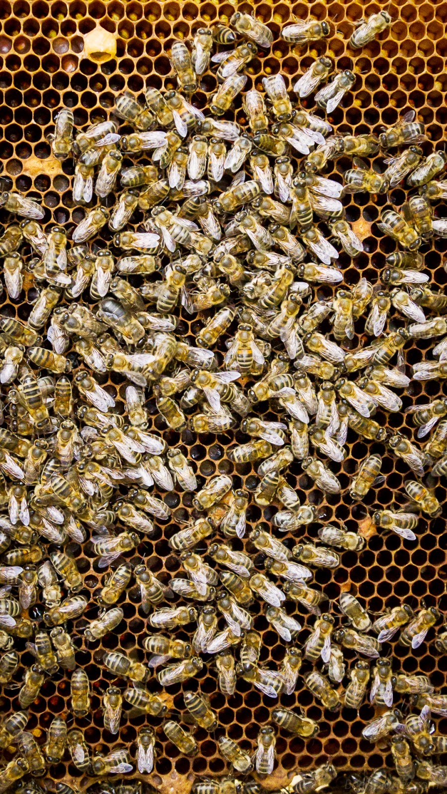 Beekeeping Wallpapers for Smartphones 1080x1920 - Part 3 | Bee Apiaries ...