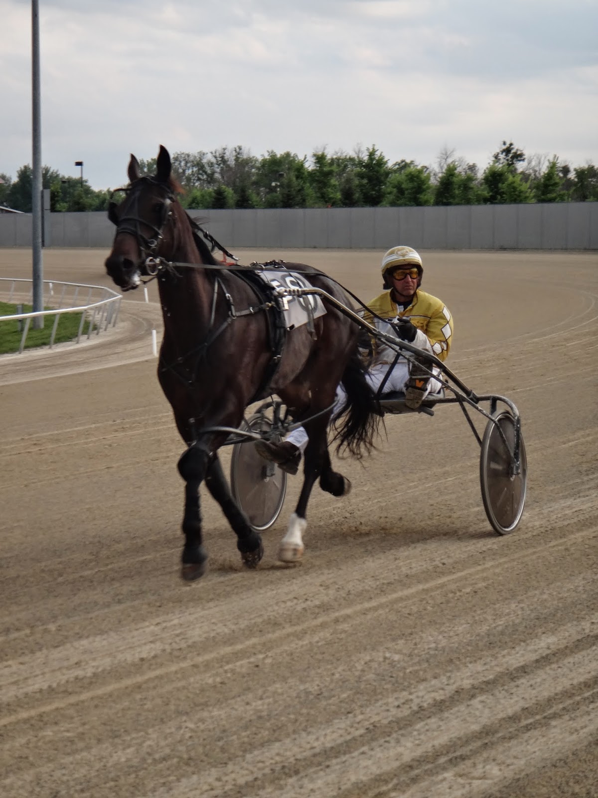 Northern Lights Greyhound Adoption Dog Blog Running Aces