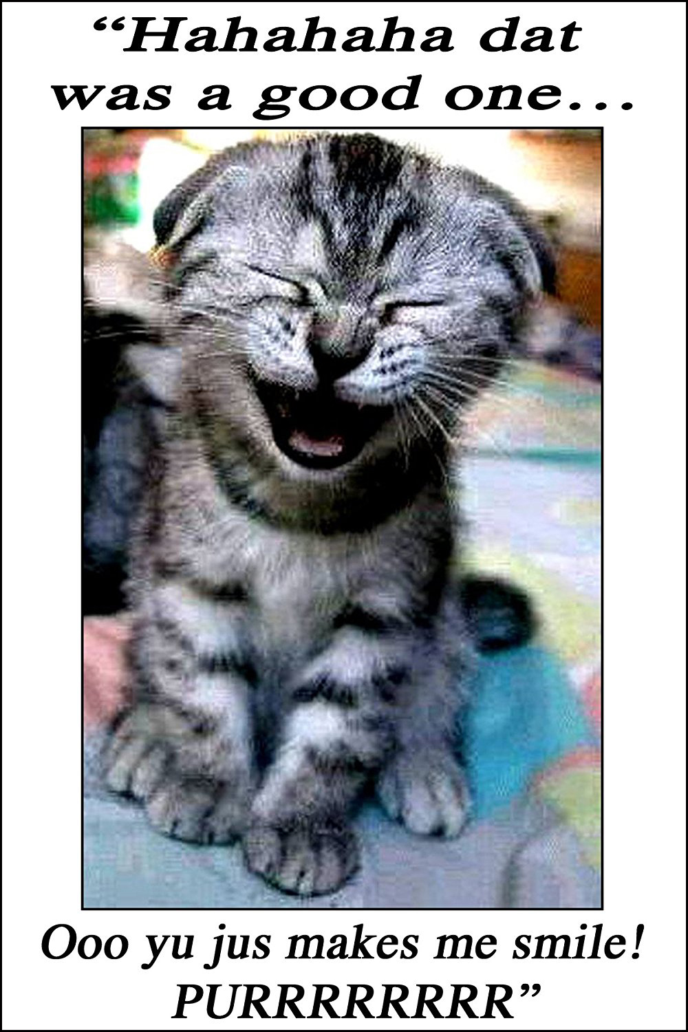 Funny kitten magnet on the fridge Funny kitten magnet on the fridge