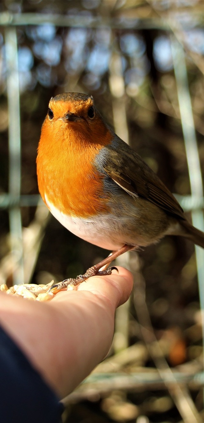 A robin eating from a hand.