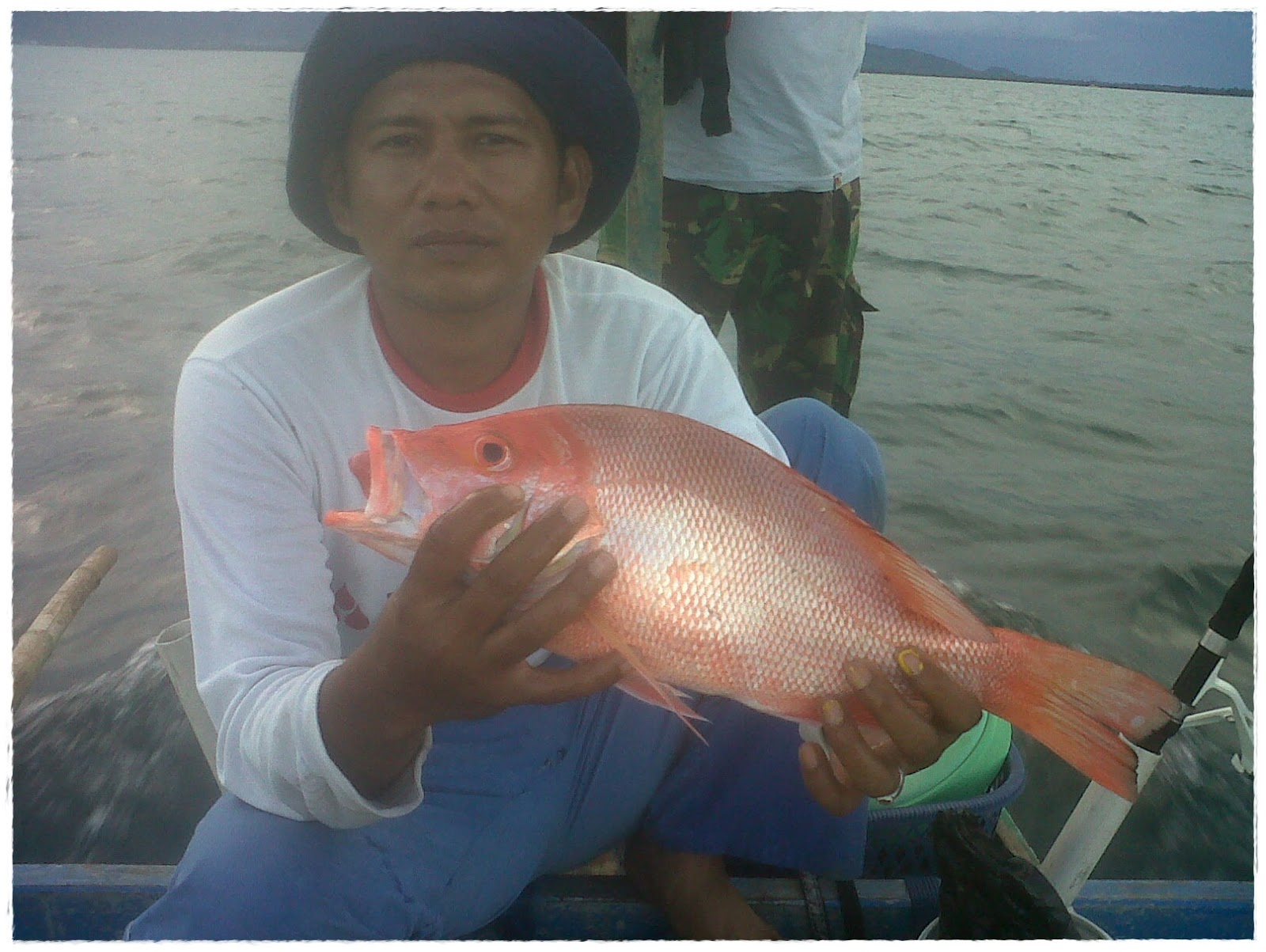 gambar ikan kakap - gambar ikan - gambar ikan kakap