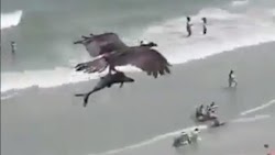  Μια εκπληκτική σκηνή τραβήχτηκε σε βίντεο αυτόν τον μήνα στις παραλίες της Φλόριντα των ΗΠΑ. Ένα αετός πετάει στον αέρα, μεταφέροντας έναν ...