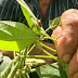 AGRICULTURA -  O monitoramento no dia a dia do produtor