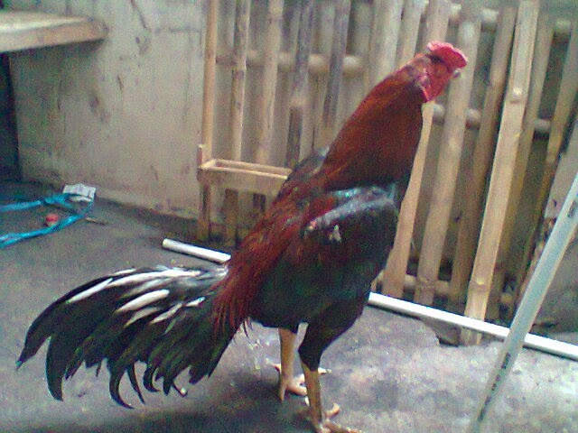 Ayam Suro Bantalan Mayit Cara Golden