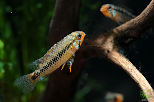 Apistogramma sp. mitu