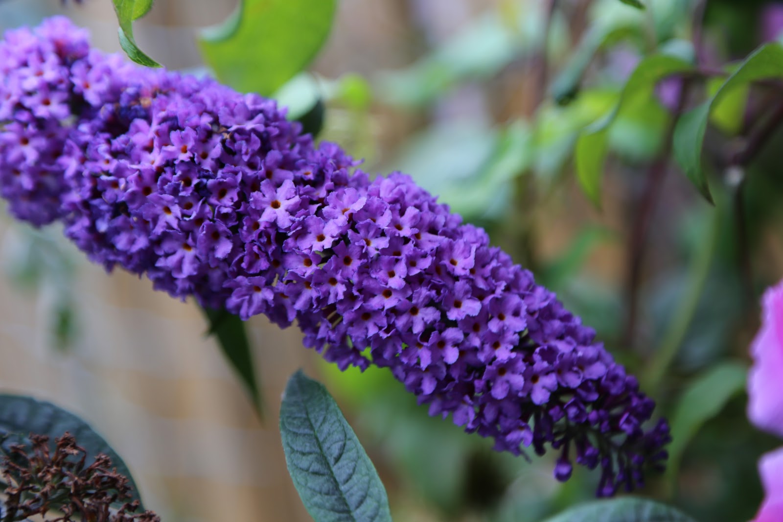 Amazon Com Butterfly Bush Seeds Buddleia Davidii Black Knight