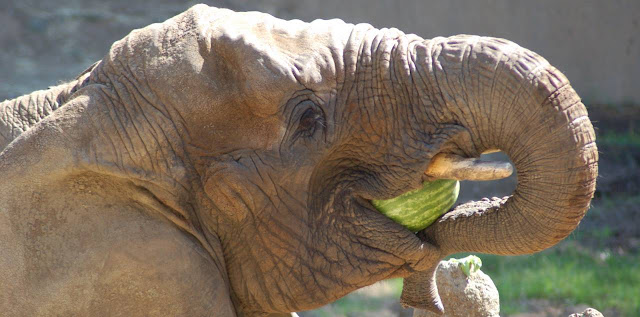 Elefante comiendo fruta y dieta