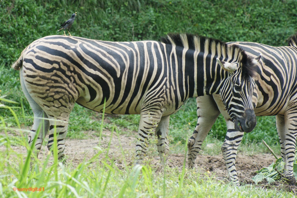 SoNy DiGiTaL: Animals at Zoo Negara