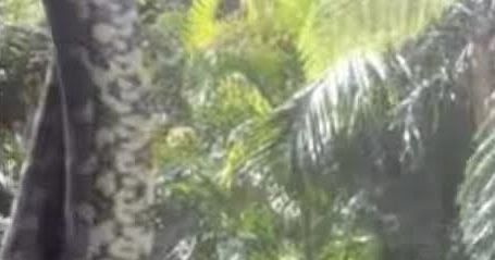 Welcome to Jerry Ricky's Blog: Australian woman captures scary footage ...