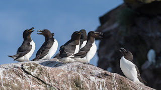 Razorbills nesting in Newfoundland
