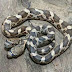 See the photos of snake born with two heads in the US