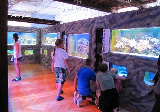 Wystawa akwarystyczna „Świat rafy koralowej” w Śwnoujściu.